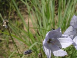 Wahlenbergia grandiflora